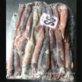 BQF Illex Argentinus Squid Frozen Whole Round Squid